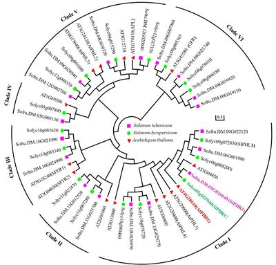 Investigating the involvement of potato (Solanum tuberosum L.) StPHR1 gene in the combined stress response to phosphorus deficiency and aluminum toxicity